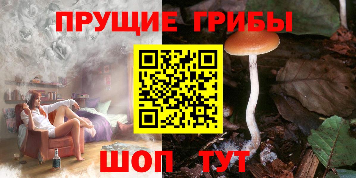 Псилоцибиновые грибы Cubensis  Вход с VPN  Богданович 